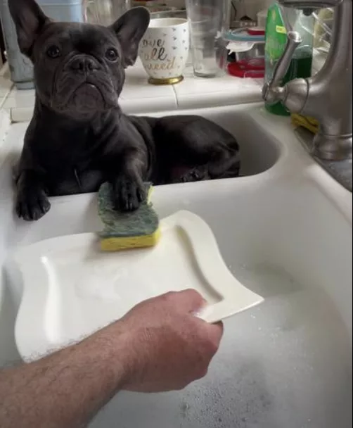 Got New Dishwasher Today !